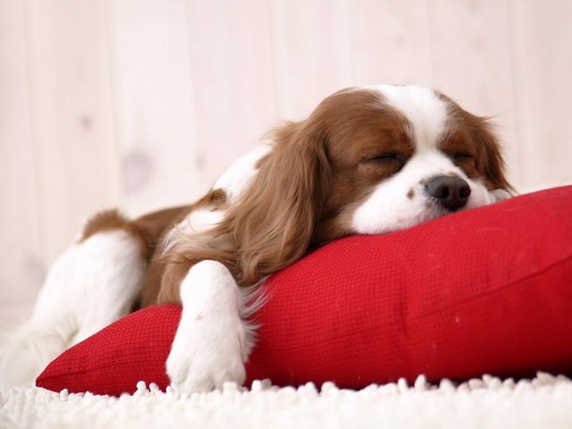 my sweet dog