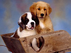 doggy 
