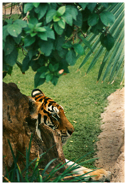 tiger
