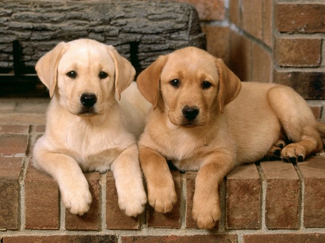 Labrador retriever.