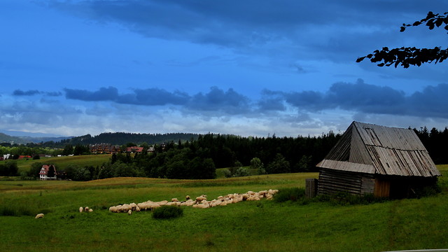 owieczki ;)
