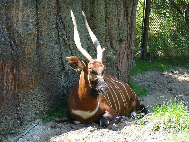 bongo