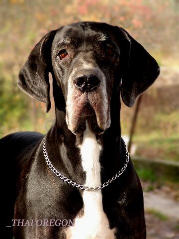 Dog Niemiecki.