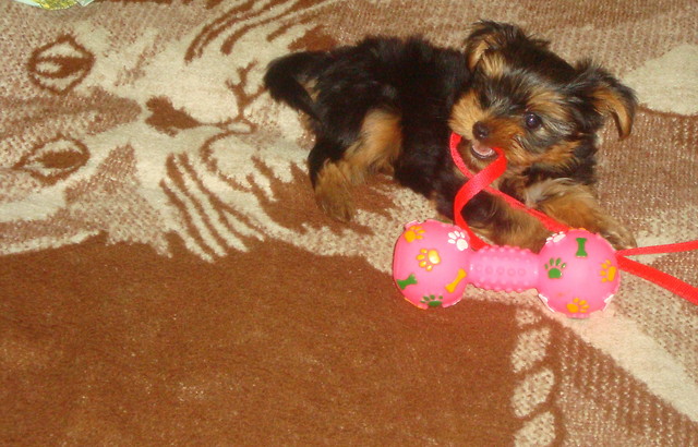 york =]