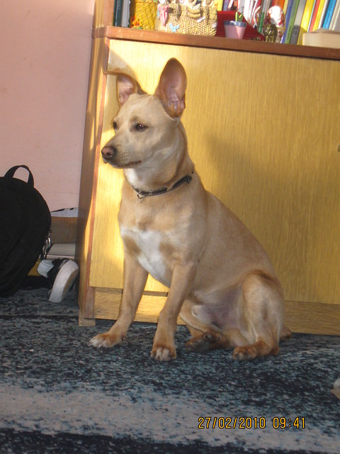Szarpu x33