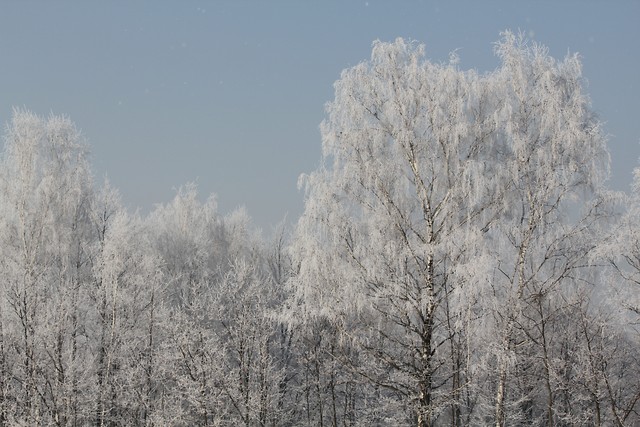 Zima