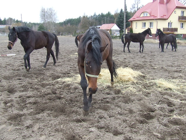 2009