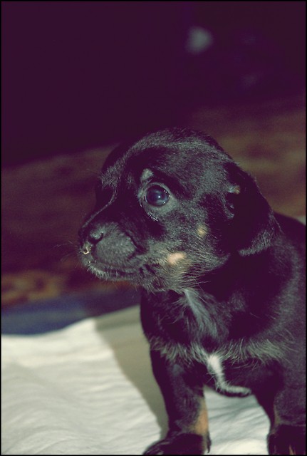 Little doggie!