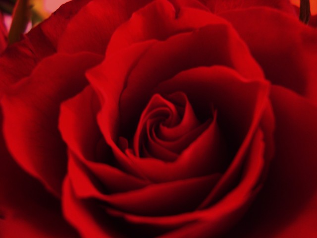 The Rose
