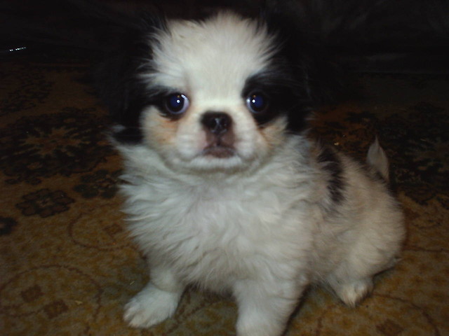 [39] Chihuahua