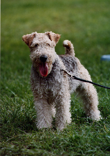 Wire fox terrier.