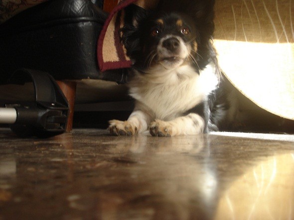 Piku ;** 
