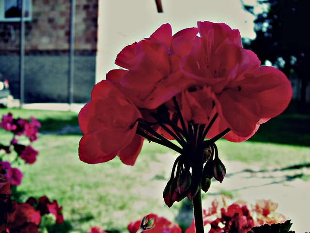 1 i 1/2 roku.
