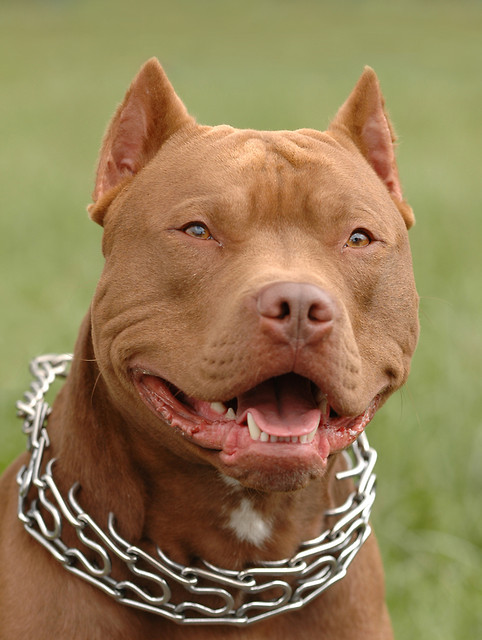 Pit Bull.