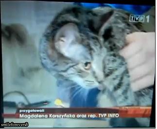 kot kaskader - moje zdani