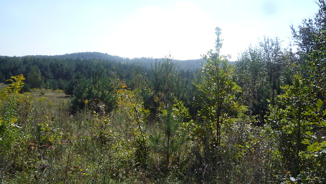 forest