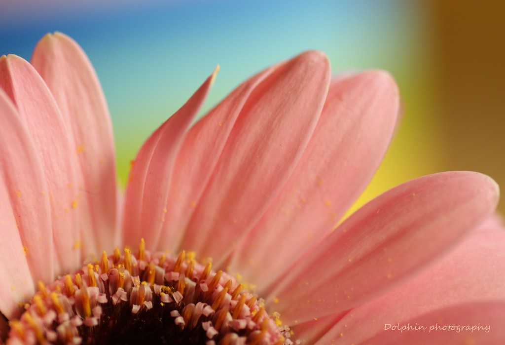 gerbera urodzinowa