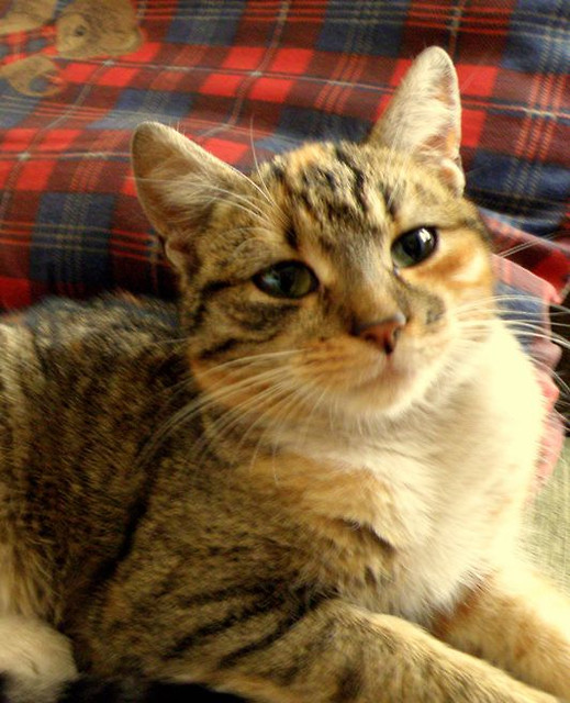 Miau! ;)