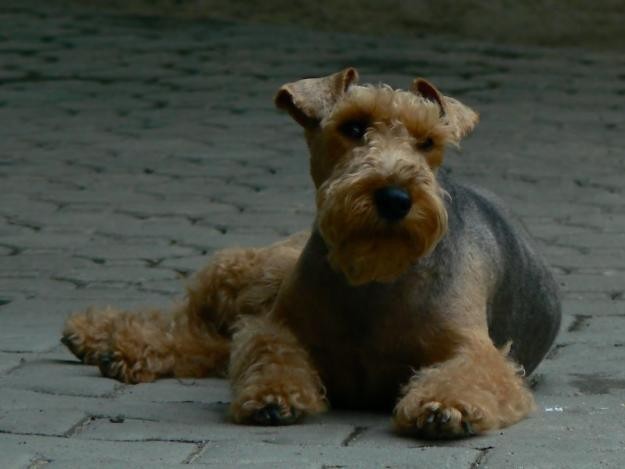 Terrier walijski.