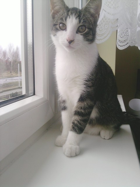 love,love LOLU 