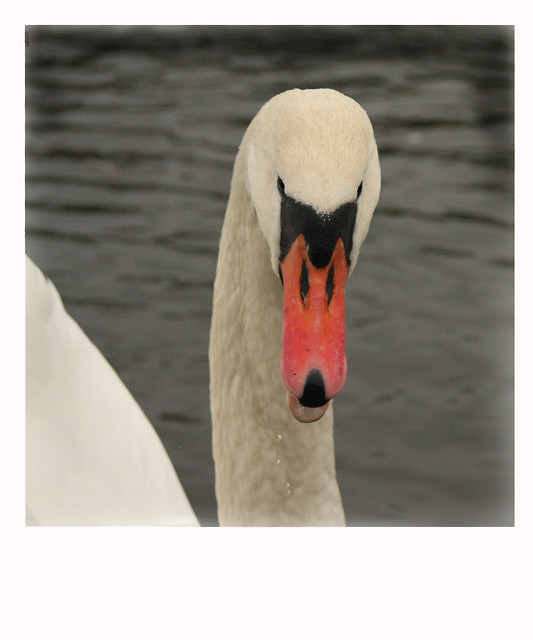 Ugly duckling.