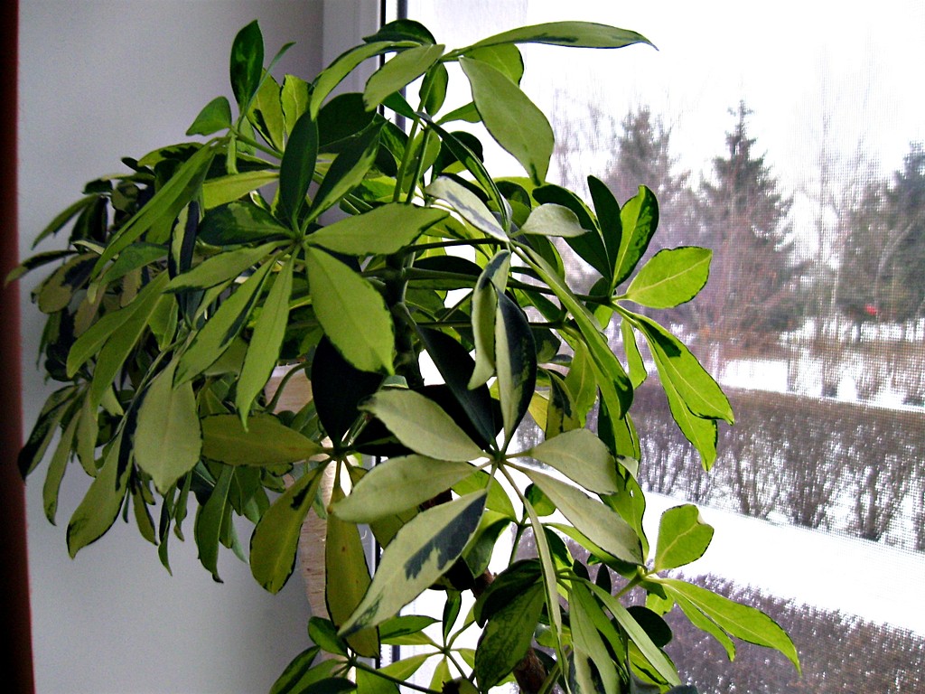 masakra