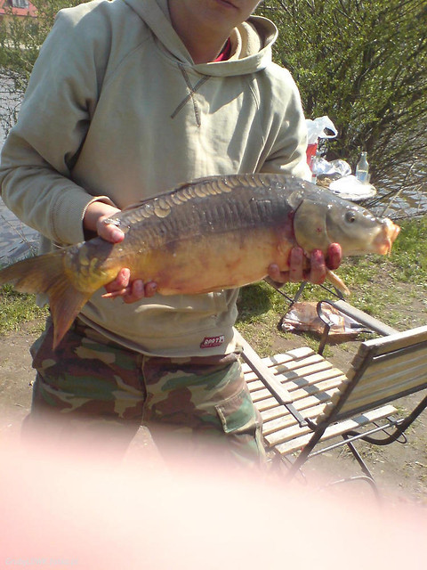 Karp