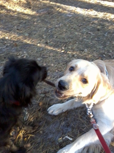 Goldu I Miki .;*