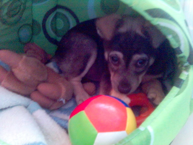 fido . ; d