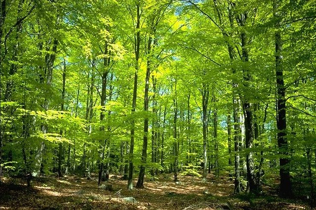 natura.