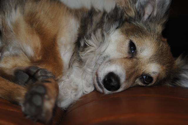 my dog.