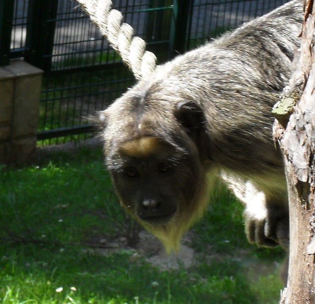 monkeeeey.