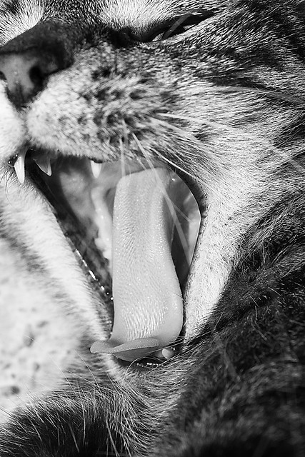 Tiger.