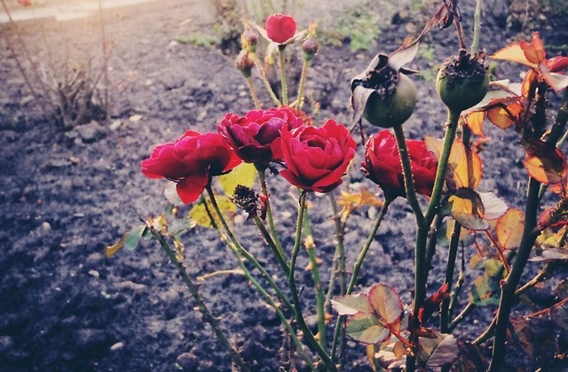 Dear rose