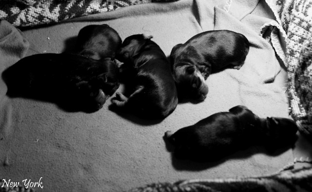 new yorki.