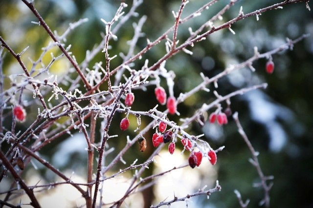 Frozen