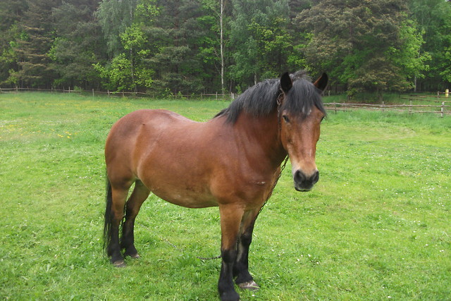 Kochany Konik 
