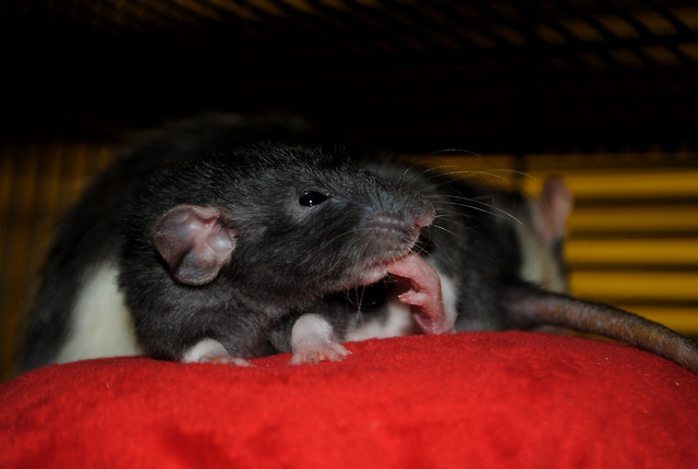Luna