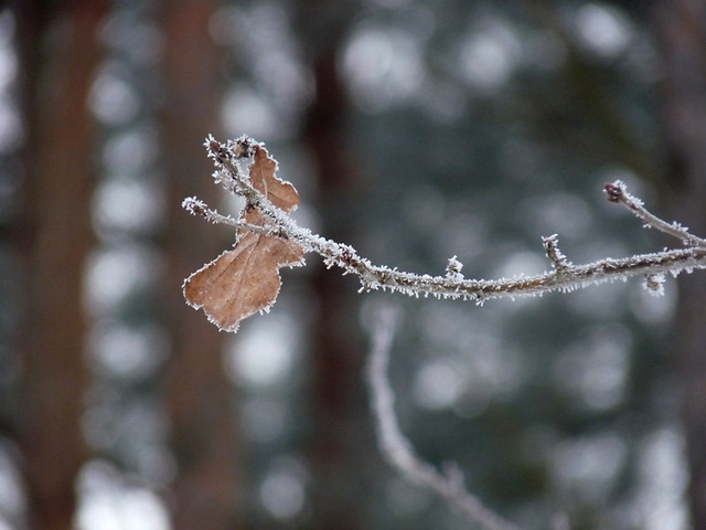39. Nie do widzenia.