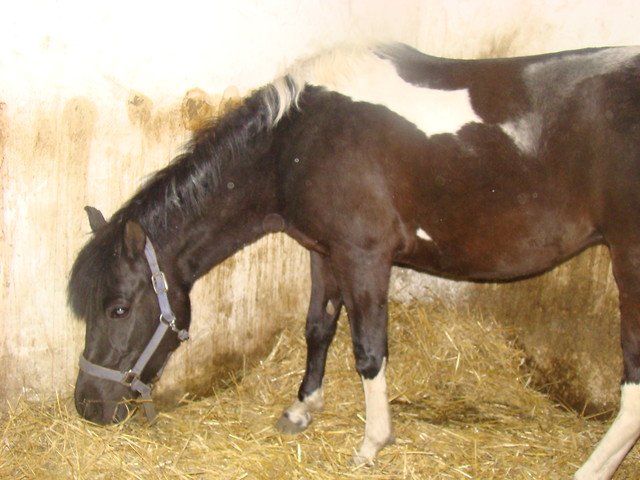 Astinka