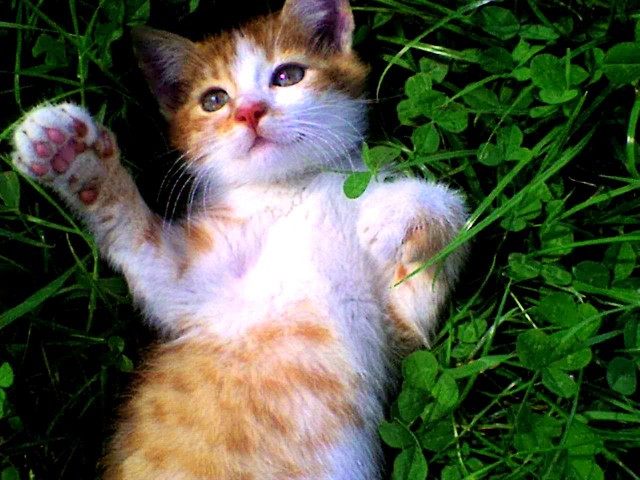 Fifi :D