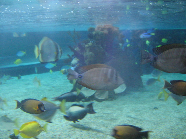 Rybki w oceanarium