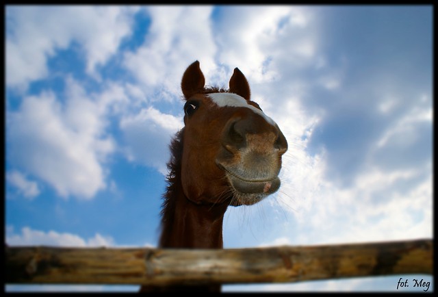 konik^^