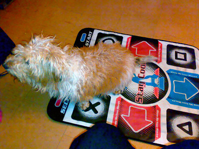 max playin' stepmania