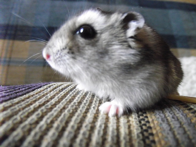Kubu . ;* 