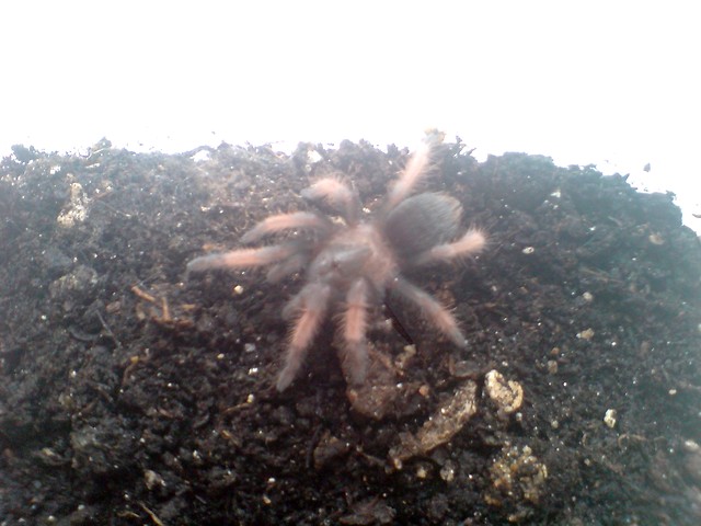 B.emilia 