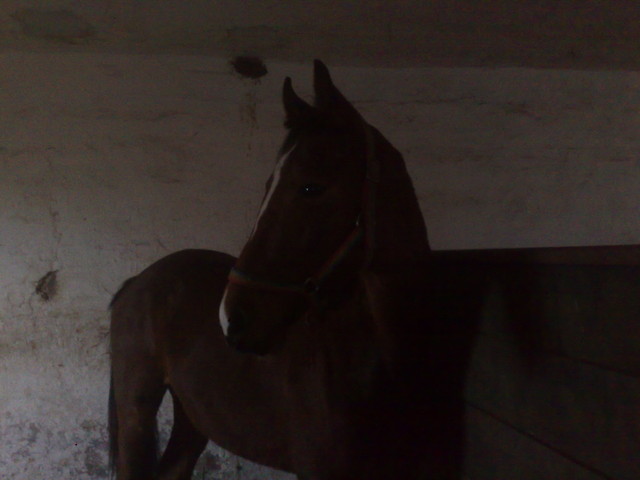 Sugarek.:**
