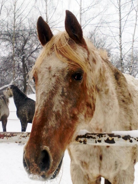 Konik