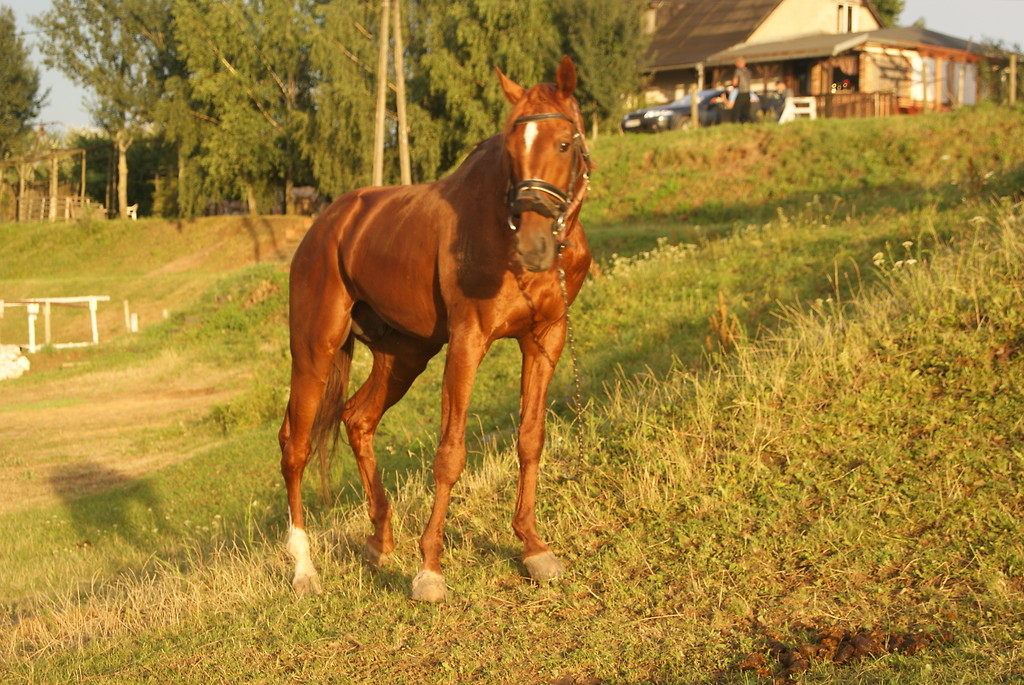 Alii ;d