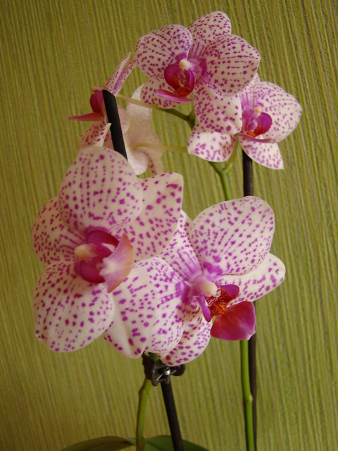 Phalaenopsis